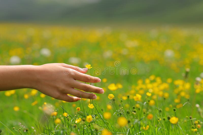 Woman Hand Touching Flowers Stock Image Image of flower, earth 262594619