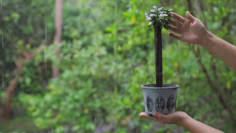 Close up of woman hands holding pot with small tree in the rain watering stock video
