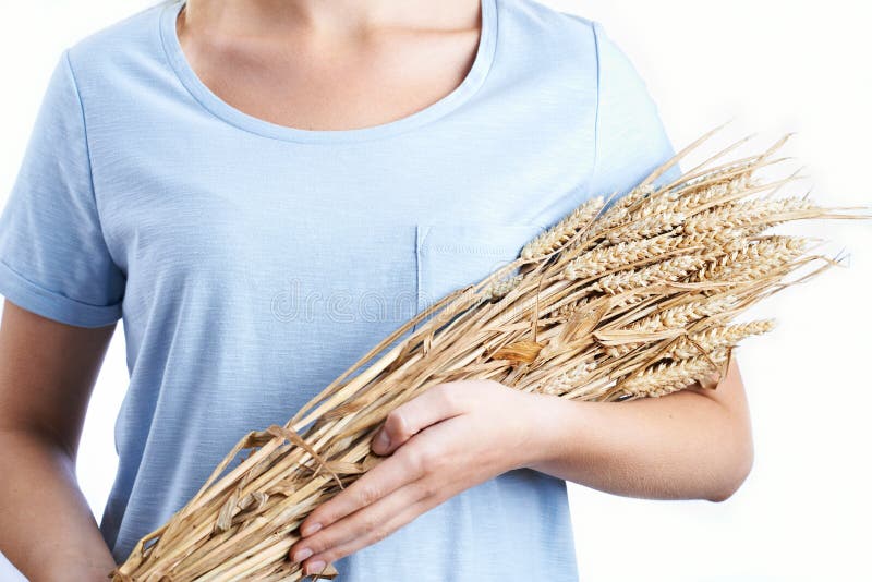 Close Up Of Woman Holding Bundle Of Wheat royalty free stock photos Close Up Of Woman Holding Bundle Of Wheat royalty free stock photos