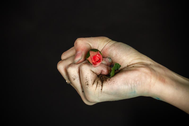 Close Up Womans Hand Clenching Flowers In A Fist Stock Image Image