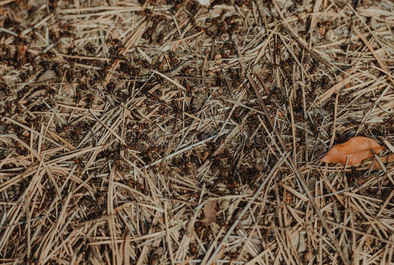 Closeup of Wood Ants. Multitude of Red and Black Wood Ants on Forest