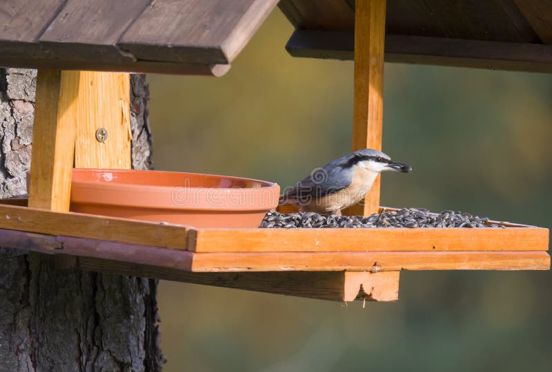 Close up wood Nuthatch or Eurasian nuthatch, Sitta europaea perched on the bird feeder table with sunflower seed. Bird feeding