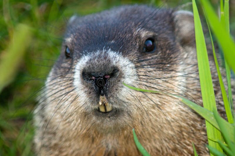 Close Up of a Woodchuck Peering Out Stock Image Image of grass