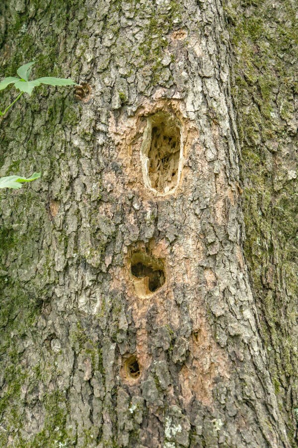 woodpecker holes woodpecker holes