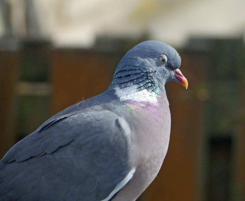 Single pigeon glares menacingly with eyes half closed Stock Photo - Alamy