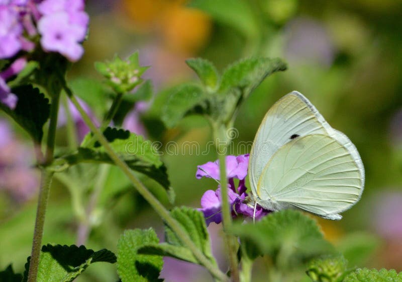 Close Up of a Yellow Cabage Butterfly Stock Photo Image of close