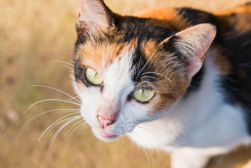 Close up Yellow Cats eyes