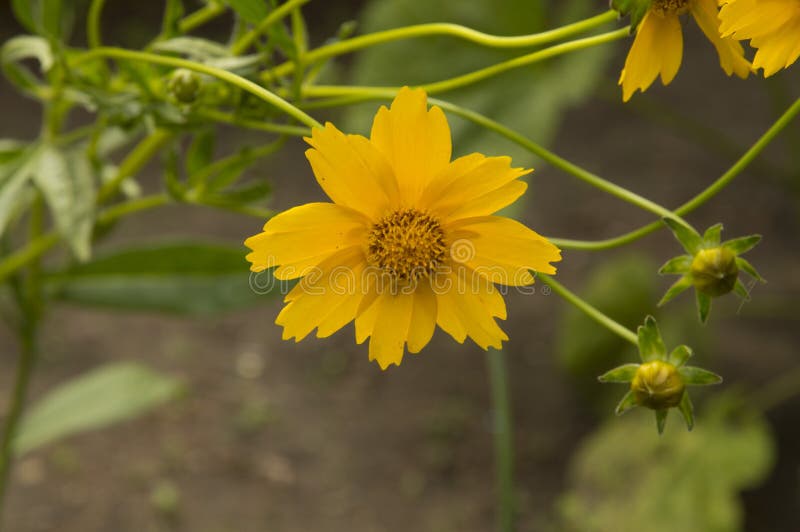 Closeup Yellow Chop Suey Green Flower Stock Photo Image of flower