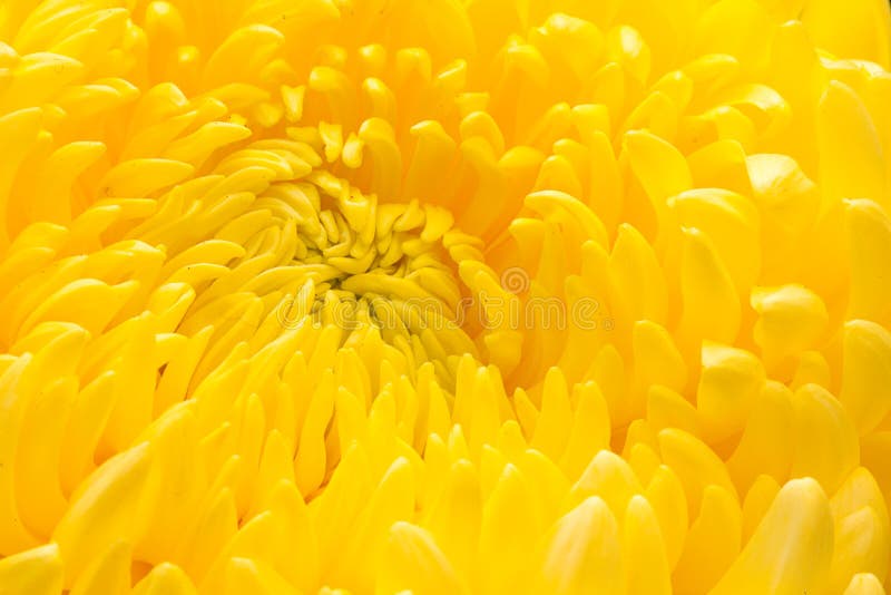 Close-up yellow Chrysanthemum