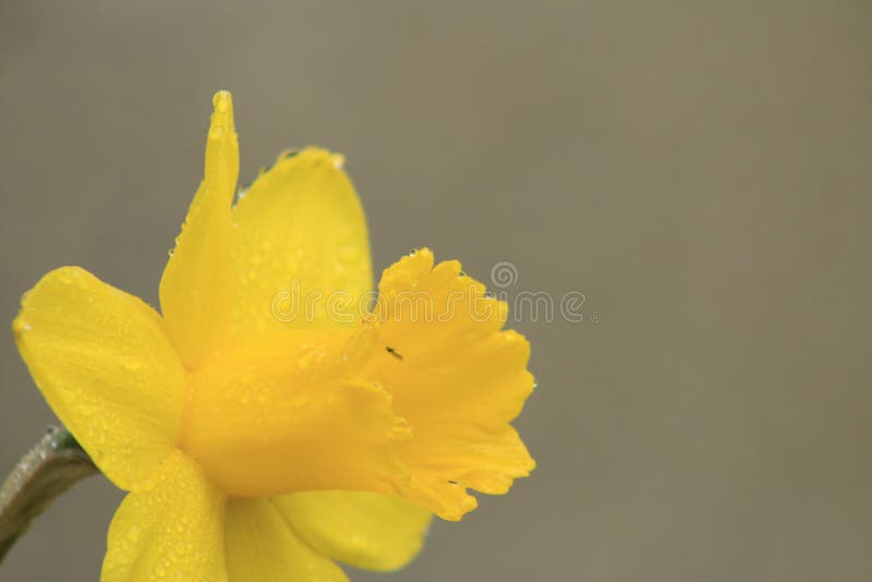 Close up yellow daffodils flowers spring stock photography Close up yellow daffodils flowers spring stock photography