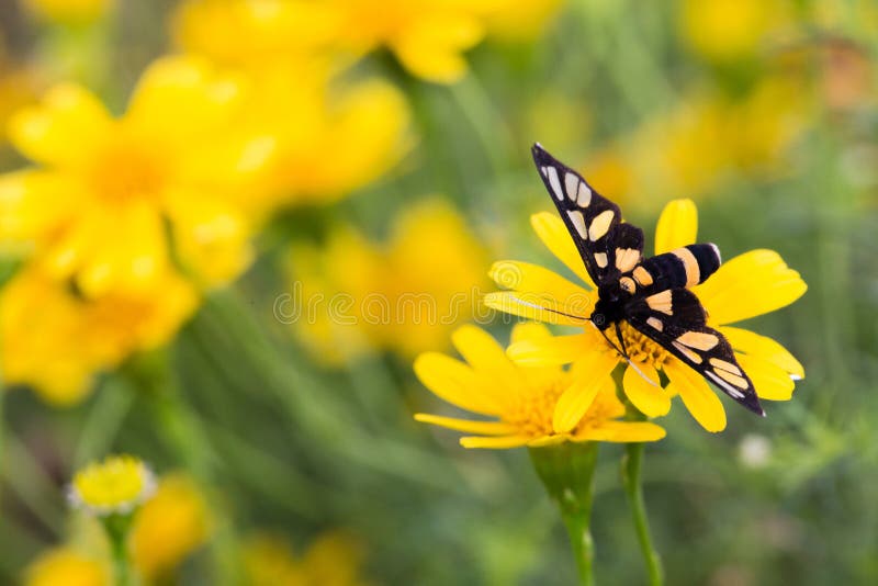 Close up yellow daisy in garden and butterfly royalty free stock photo Close up yellow daisy in garden and butterfly royalty free stock photo