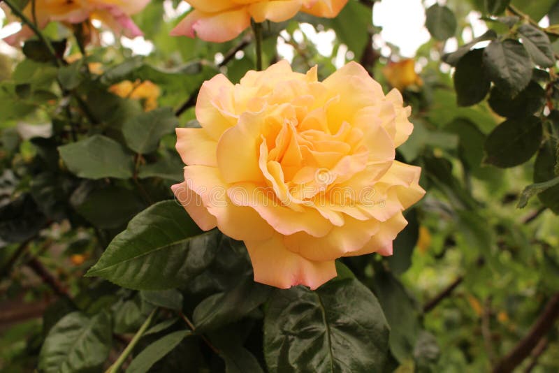 Close Up of Yellow English Scented Climbing Rose Flower Stock Image ...