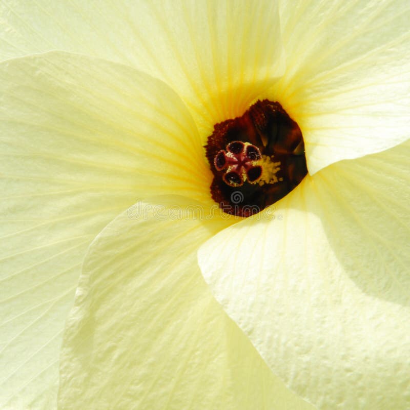 Hibiscus stock image. Image of anther, hibiscus, yellow - 5545477