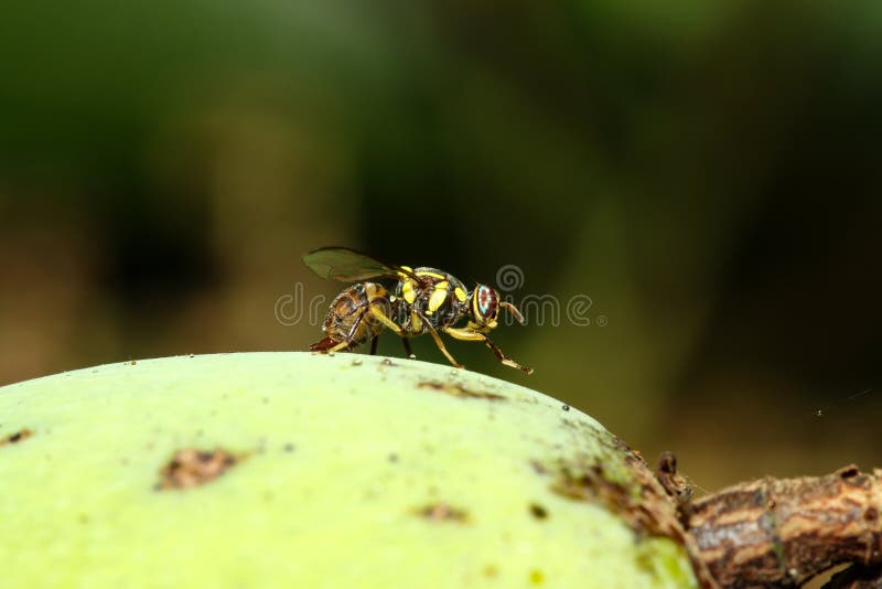 Close Up Yellow Flower Fly on Mango Stock Photo Image of healthy