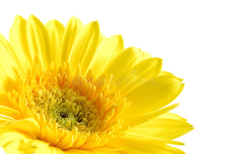Close up of yellow gerber daisy