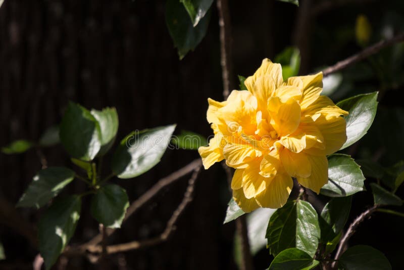Yellow Hibiscus Flower in black dard background stock images Yellow Hibiscus Flower in black dard background stock images