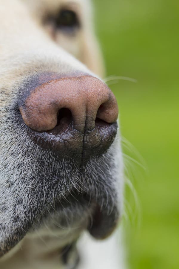 Closeup of Yellow Labrador`s Nose. Stock Image Image of smell, young 97779793