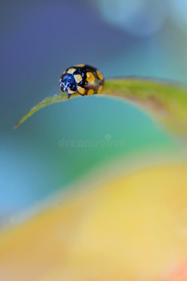 Close Up of an Yellow Ladybug Stock Image Image of blade, background