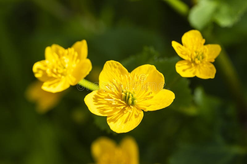 buttercup flower plant buttercup flower plant