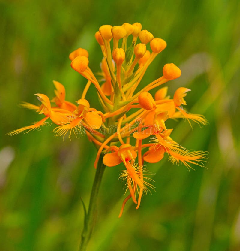 Close up of Yellow or Orange Fringed Orchid - Platanthera ciliaris