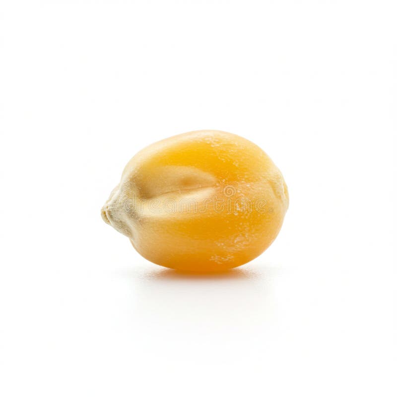 Close up of a yellow popcorn kernel on a white background the kernel is small round close up of a yellow popcorn kernel on a white ilustração royalty free