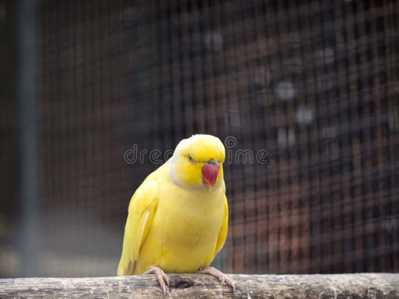 Close up Yellow Rose Ringed Parakeet Perched on Branch Isolated on Background. Closeup Yellow Rose Ringed Parakeet Perched on Branch Isolated on Background royalty free stock photo Close up Yellow Rose Ringed Parakeet Perched on Branch Isolated on Background. Closeup Yellow Rose Ringed Parakeet Perched on Branch Isolated on Background royalty free stock photo