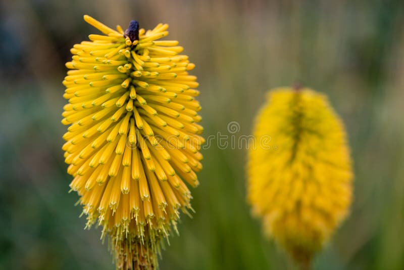 Torch lily stock images