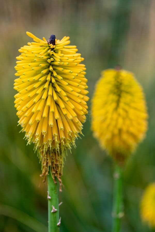 Torch lily royalty free stock image