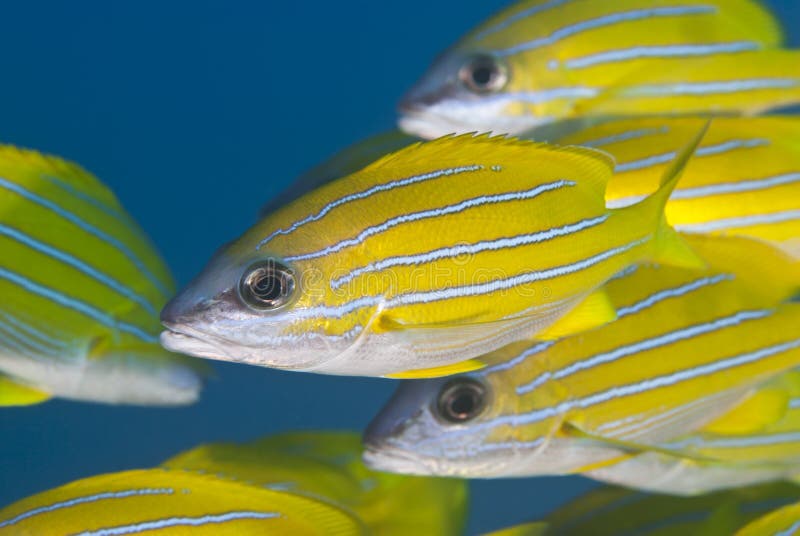 Close up of yellow tropical fish.