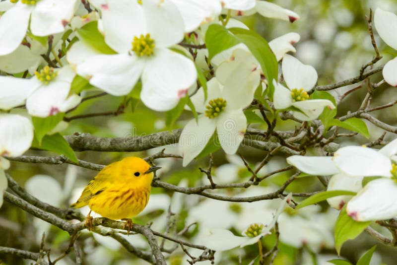 A close up of a Yellow Warbler.