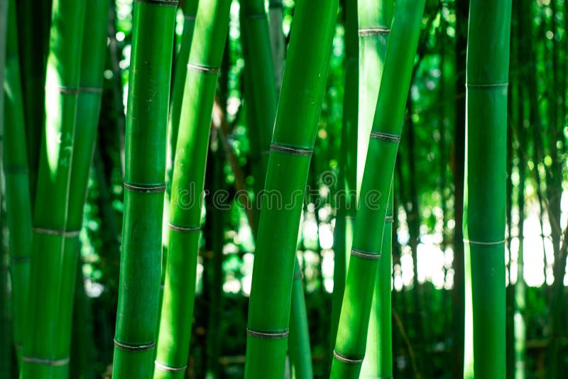Closeup of Young Bamboo Sticks. Green Bamboo Closeup Stock Photo