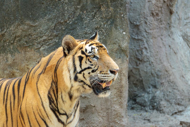 Close up young beautiful great male Indochinese tiger Panthera tigris corbetti in zoo.Adorable big feline wildcat Indochinese ti