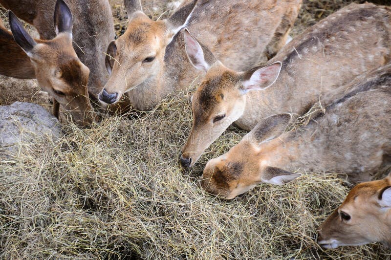 Do Deer Eat Hay 