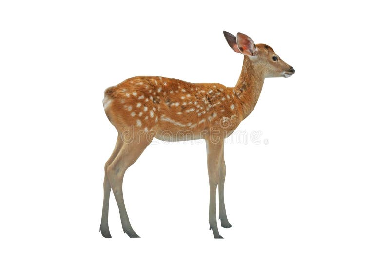 Young deer isolated on white background