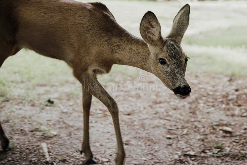 Close up on young deer, motion blur