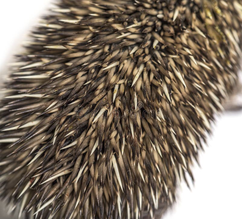 Close-up of a Young European hedgehog coat, isolated stock photos