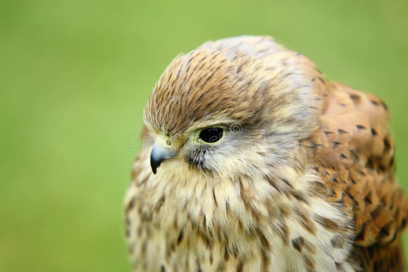 Close up of young European Kestrel royalty free stock image