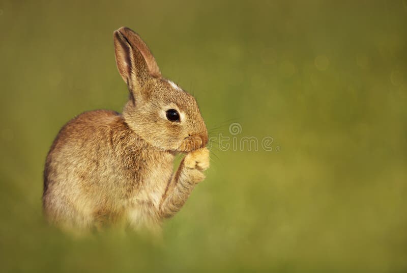 Close up of young European rabbit royalty free stock photo