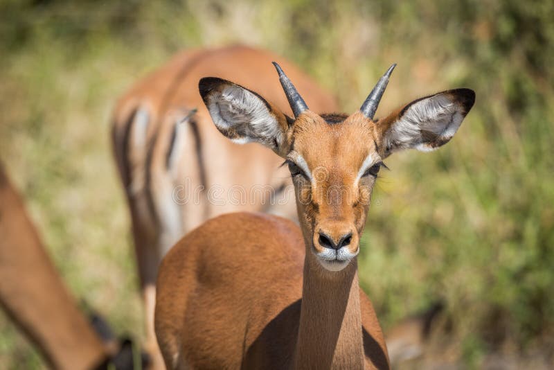 Close-up of young male impala head on