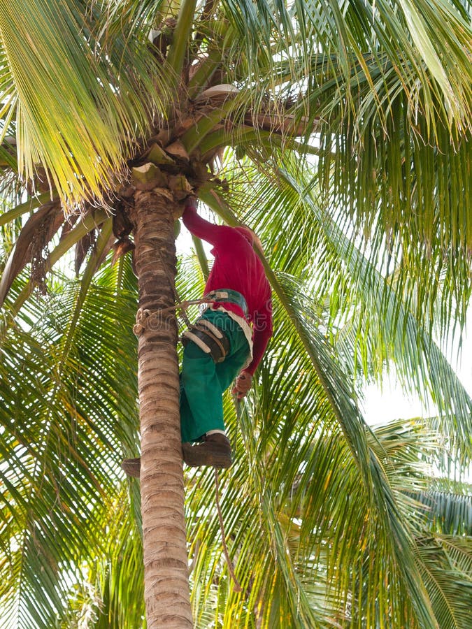 333 Palm Tree Trimming Stock Photos - Free & Royalty-Free Stock