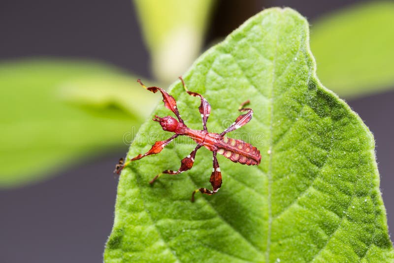 Young leaf insect Phyllium westwoodi