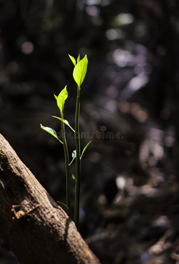 Close up young plant growing on old tree stump with the morning light stock photos Close up young plant growing on old tree stump with the morning light stock photos