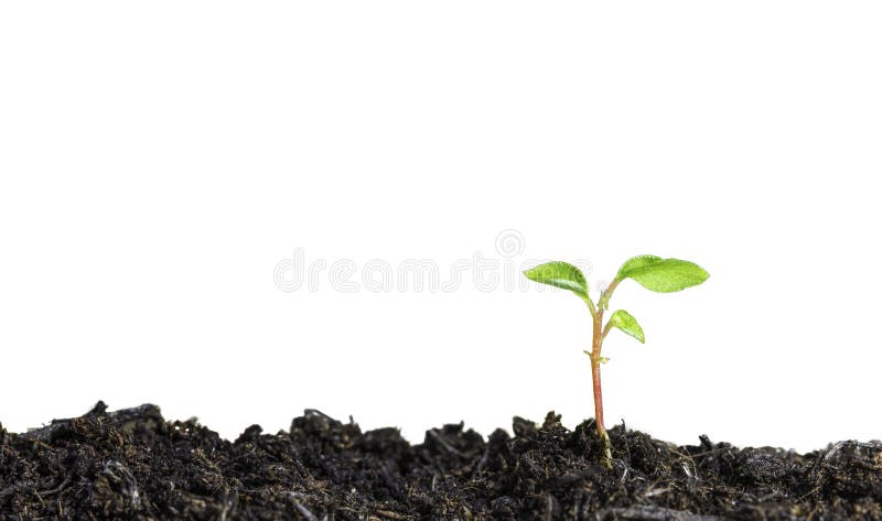 Close up of a young plant sprouting from the ground on white background