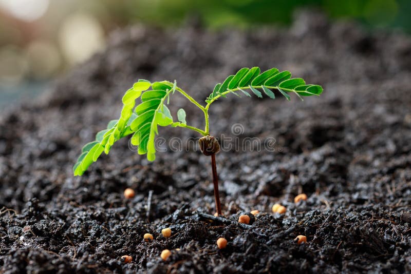 Close up Young plant tamarind tree growing in fertile soil