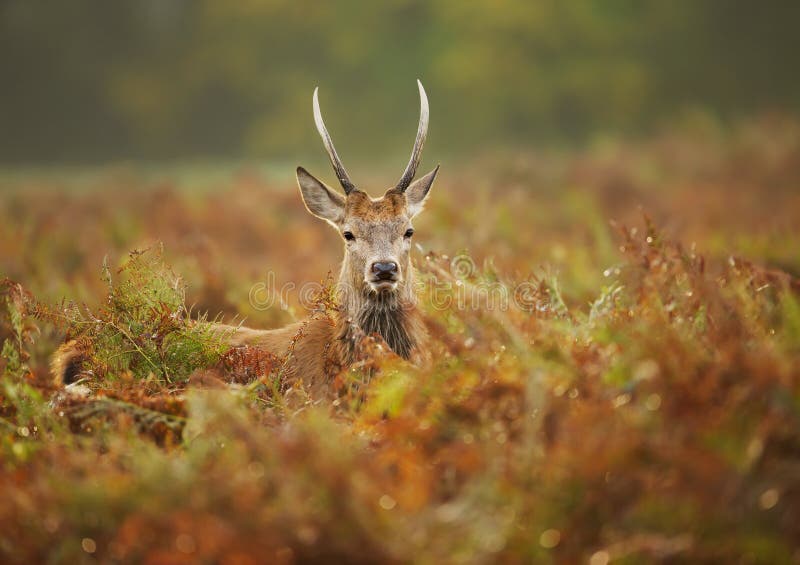 Close up of a young red deer stag in the field of fern stock photos Close up of a young red deer stag in the field of fern stock photos