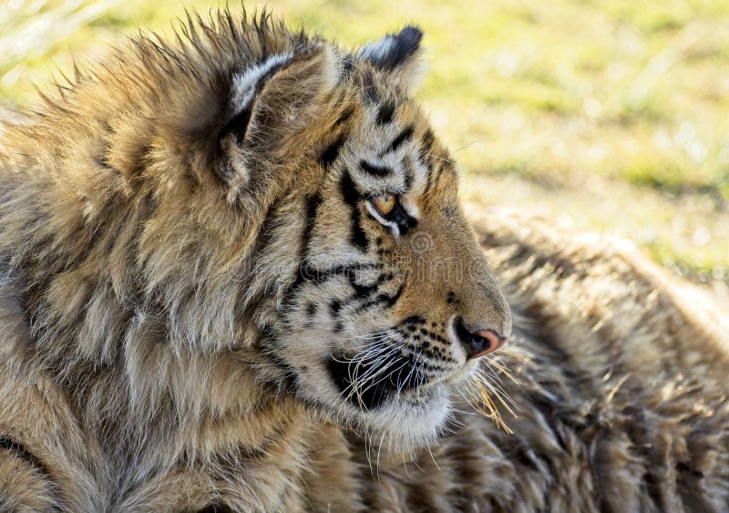 Close up of young tiger stock