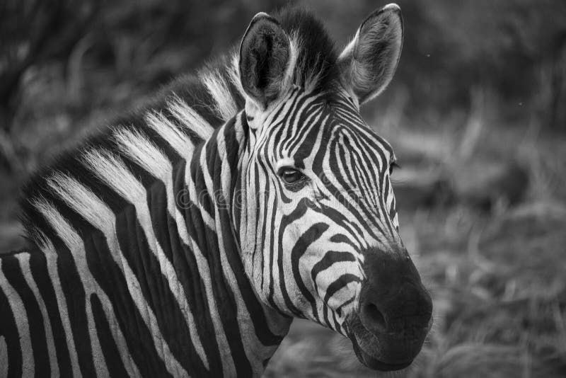 Zebra in black and white stock image. Image of stripes 100840067