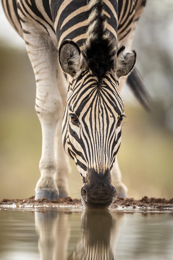 Close up on zebra`s face drinking water in Kruger Park in South Africa