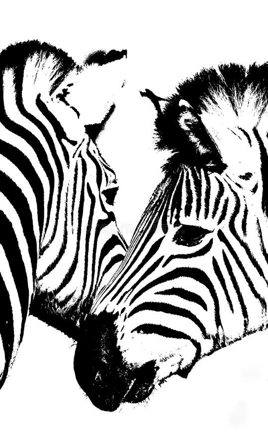 Two Zebras in Black and White Facing the Camera in Game Park in South ...