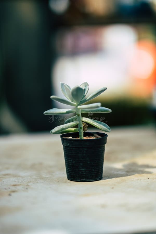 Close-upcactus in een leuke pot, Vage achtergrond stock afbeeldingen Close-upcactus in een leuke pot, Vage achtergrond stock afbeeldingen